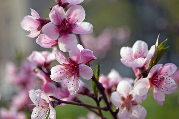beautiful tree blossom sakura on blur background, spring time, closeup