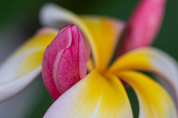 close up of a flower
