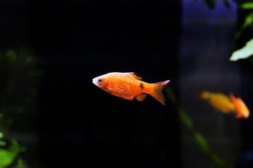 Rosy Barb (Red Barb) - Puntius conchonius