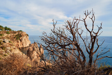 Dry bush on the rock with the sea view.