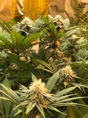 Obraz premium Fresh Cannabis Trees Grown Indoors with Flower Buds on Top, Professional Photography