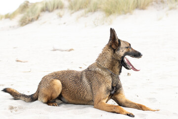 malinois dog lying on the sand with his tongue out