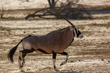South African Oryx running side view in dry land in Kgalagadi transfrontier park, South Africa;...