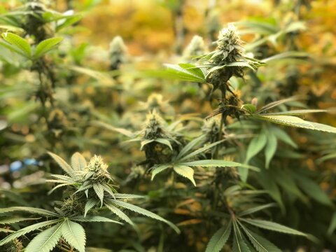Fresh Cannabis Trees Grown Indoors with Flower Buds on Top, Professional Photography