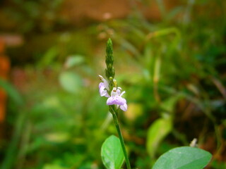 Light violet grass flower