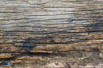 Old wood with fungal texture