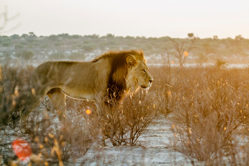 African lion male black mane in bush with morning light in Kgalagadi transfrontier park, South Africa; Specie panthera leo family of felidae