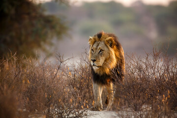 African lion male black mane front view in bush in Kgalagadi transfrontier park, South Africa;...