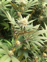 Obraz premium Fresh Cannabis Trees Grown Indoors with Flower Buds on Top, Professional Photography