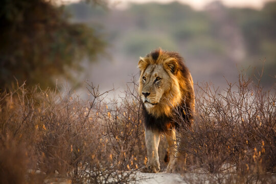 African lion male black mane front view in bush in Kgalagadi transfrontier park, South Africa; Specie panthera leo family of felidae