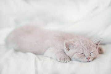 sleeping cat on white