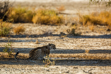 Fototapeta na wymiar Cheetah at waterhole in Kgalagadi transfrontier park, South Africa ; Specie Acinonyx jubatus family of Felidae