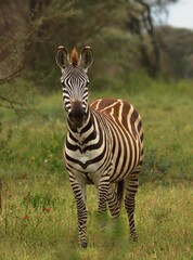 zebra in the wild