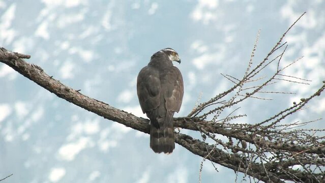 goshawk, astore 'astore Accipiter gentilis  on a larch branch waiting for prey