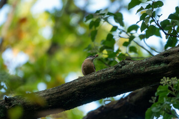 eurasian nuthatch perched on a branch with a nut in its beak and a blurred green background