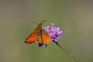 tiny orange butterfly feeding on Scabiosa columbaria (Scabies) plant, Small Skipper, Thymelicus sylvestris