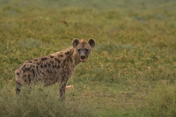 hyena in serengeti national park serengeti