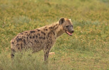 hyena in the savannah