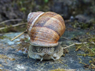 Weinbergschnecke auf einem Stein mit Blick nach Vorne gerichtet und schönem Schneckenhaus