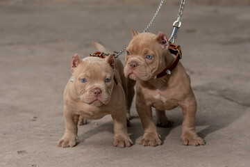 Two American Bully puppies with collars and chains, standing looking at the camera