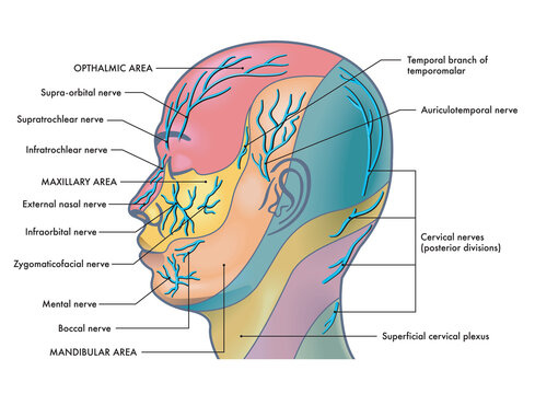 Medical illustration of the major facial nerves, with annotations.