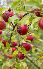 Autumn harvest of juicy and healthy apples