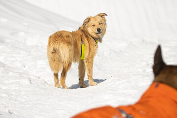 blue eyed tan dog with reflective yellow harness in snowy mountains