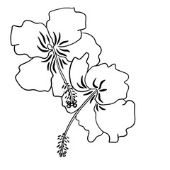 Hand drawn illustration of black and white hibiscus flower, tropical floral design. Elegant petal bloom blossom, isolated on white background, summer botanical drawing for packaging, beauty products