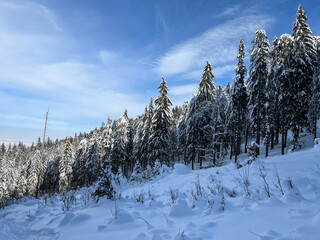 snow covered trees,  Drester Meadow, Postavaru Mountains, Romania 
