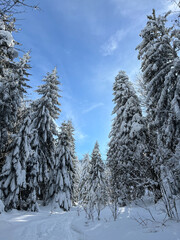 Snowy forest, Yellow Road, Postavaru Mountains, Romania 