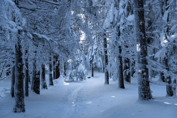 snow covered trees,  Yellow Road, Postavaru Mountains, Romania 