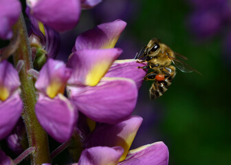 Fototapeta na wymiar Close up view of a bee with a bag of honey on purple lupin flowers