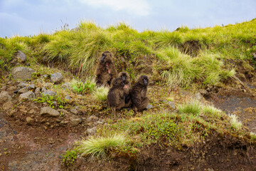 Fototapeta premium Gelada monkeys in the Simien Mountains Ethiopia, Africa