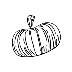 pumpkin vegetarian line illustration