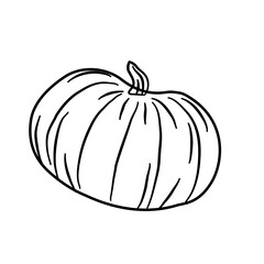 pumpkin vegetarian line illustration