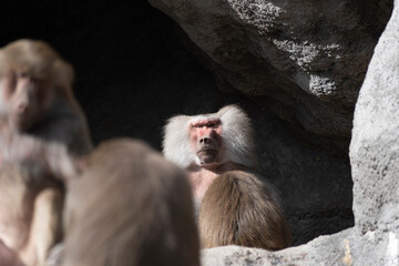 baboons