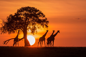 Giraffe Sunset Silhouette - obrazy, fototapety, plakaty