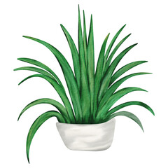 Hand Drawn Watercolor Houseplant Vector Illustration