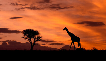 Fototapeta na wymiar Giraffe Sunset Silhouette