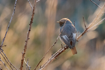 Black Redstart perched on a tree branch