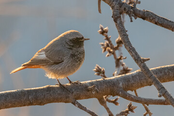Black Redstart perched on a tree branch