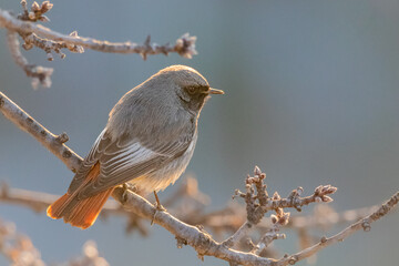 Black Redstart perched on a tree branch