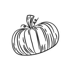 summer squash pumpkin vegetarian line illustration