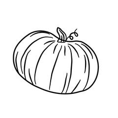 summer squash pumpkin vegetarian line illustration