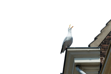 Gull screaming on a roof  isolated  in a transparent background