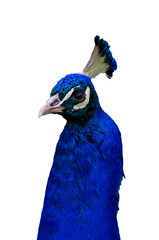 blue head of peacock isolated on transparent background © Jean Isard