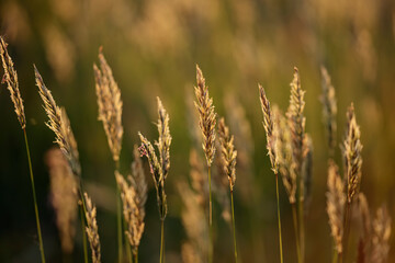 Grass during spring sunset