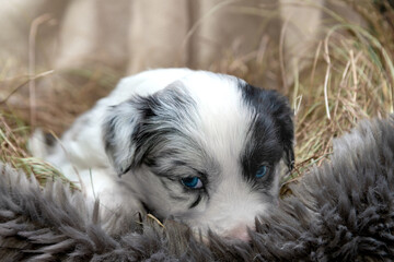 Fototapeta premium Adorable tricolor blue merle border collie puppy close-up with blue eyes lying in a basket with hay.