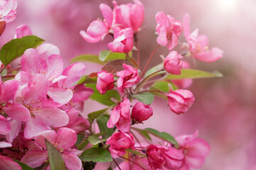 Obraz premium Blooming pink tree against on a pink background in the rays of the sun. Spring flowers in nature. Shallow depth of field.