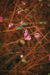 Pretty berries